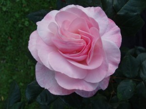 ENGLISH MISS (floribunda)